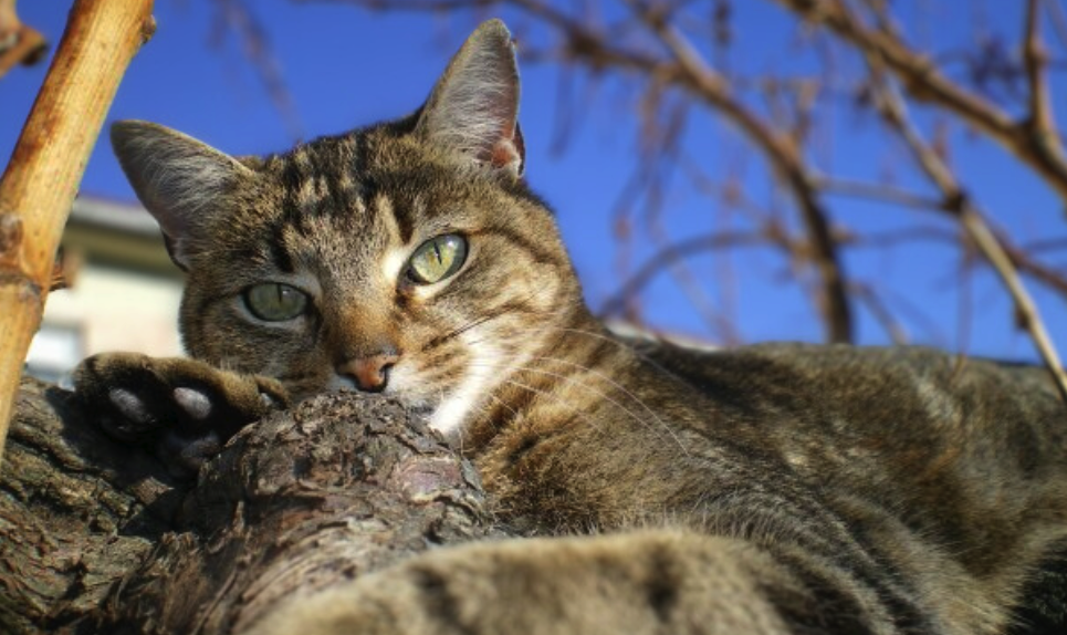 colores de pelaje de gatos